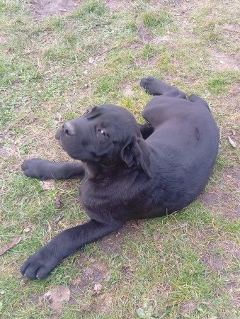 Cane corso kölykök