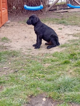 Cane corso kölykök