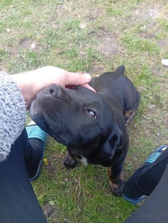 Cane corso kölykök