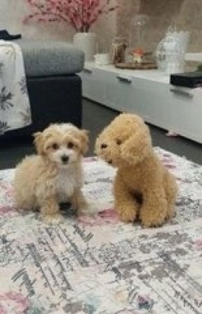 Maltipoo