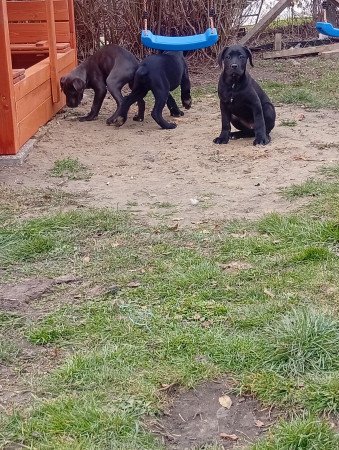 Cane corso