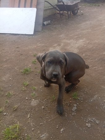 Cane corso