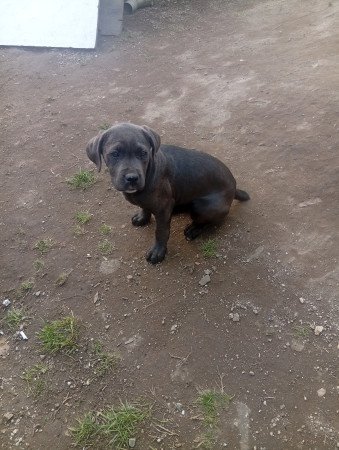 Cane corso