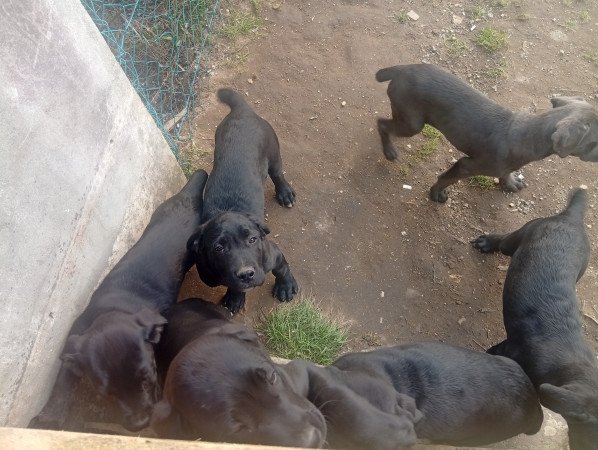 Cane corso