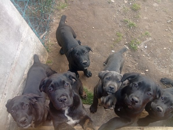 Cane corso