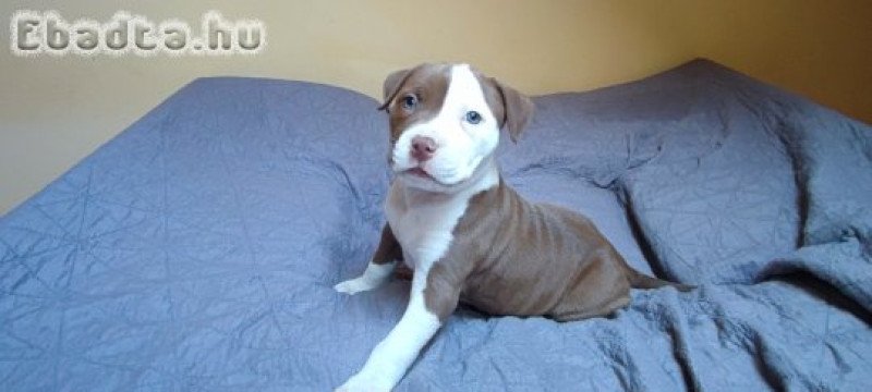 Amerikai Staffordshire Terrier kiskutyák