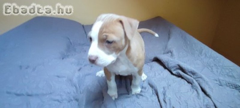 Amerikai Staffordshire Terrier kiskutyák