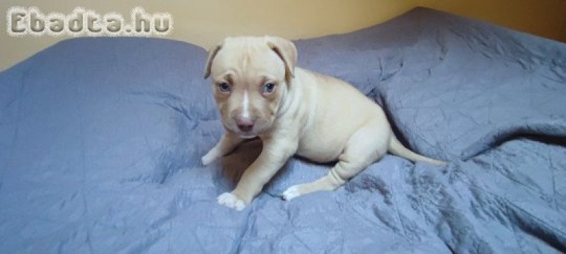 Amerikai Staffordshire Terrier kiskutyák