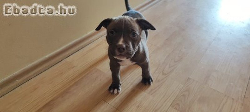 Amerikai Staffordshire Terrier kiskutyák
