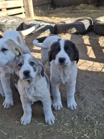 Közép-ázsiai juhász kutya