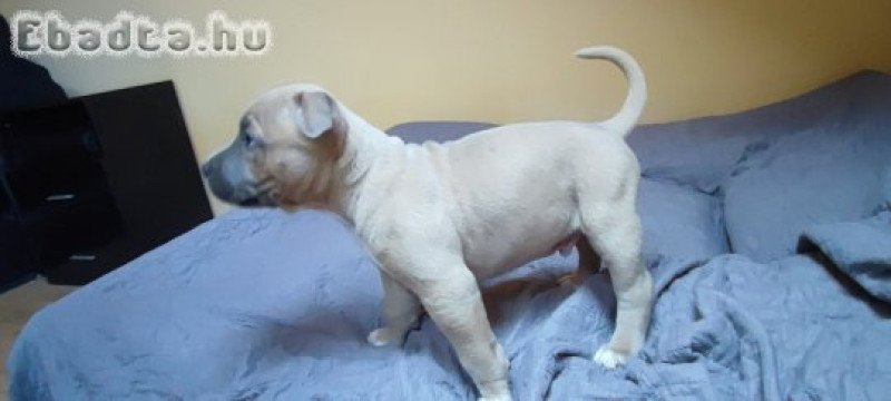 Amerikai Staffordshire Terrier kiskutyák