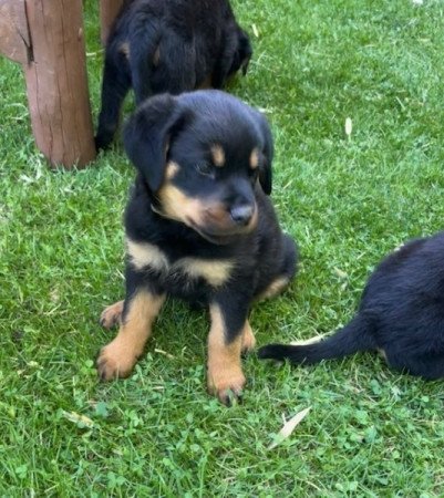 Rottweiler