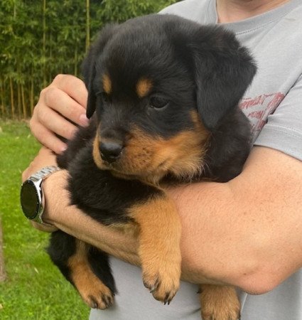 Rottweiler