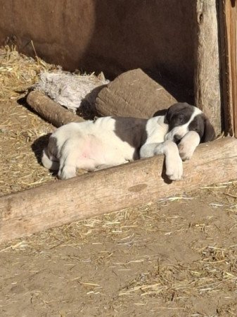 Közép-ázsiai juhász kutya