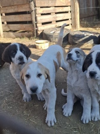 Közép-ázsiai juhász kutya