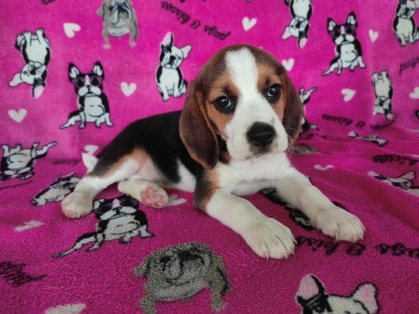 Mini Beagle