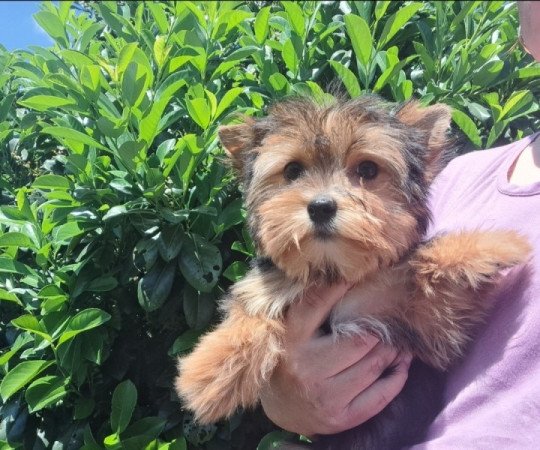 Yorkshire terrier