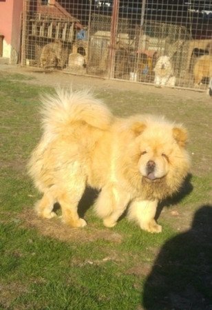 Csau Csau (Chow-Chow)