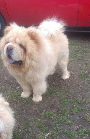 Csau Csau (Chow-Chow)