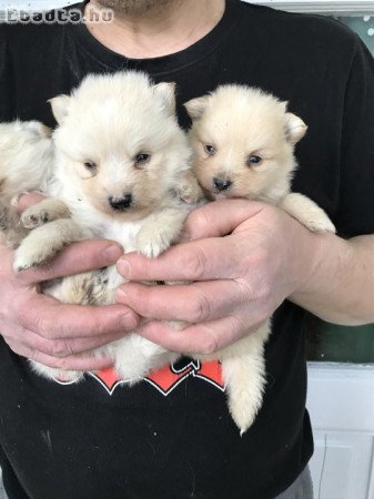 Eladók, foglalhatók Spicc, Spitz kiskutyák!