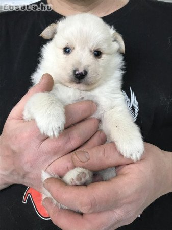 Eladók, foglalhatók Spicc, Spitz kiskutyák!