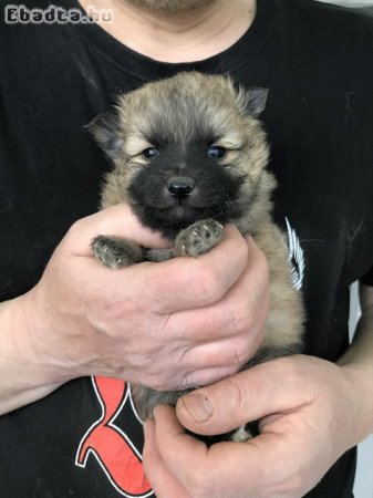 Eladók, foglalhatók Spicc, Spitz kiskutyák!