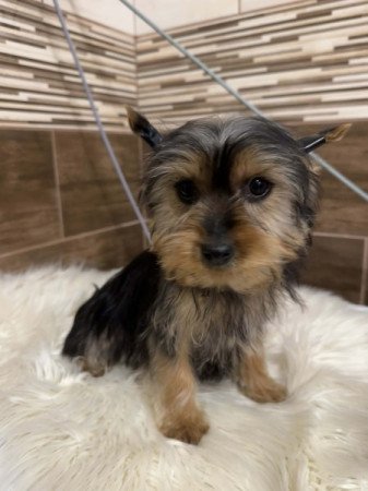 Yorkshire terrier
