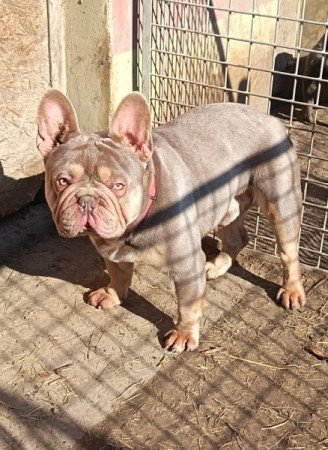 Francia bulldog
