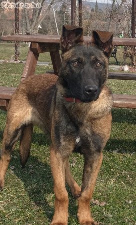 Belga juhász malinois