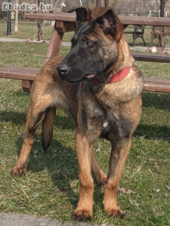 Belga juhász malinois