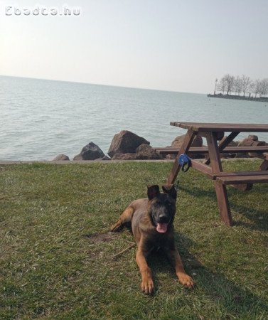 Belga juhász malinois