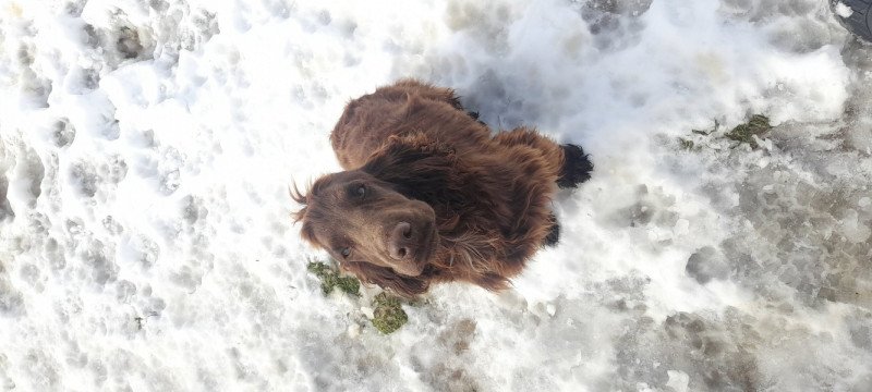 Angol cocker spániel
