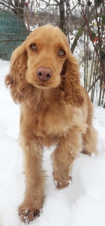 Angol cocker spániel