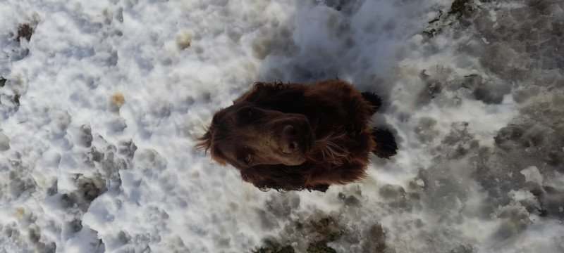 Angol cocker spániel