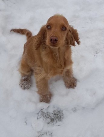 Angol cocker spániel