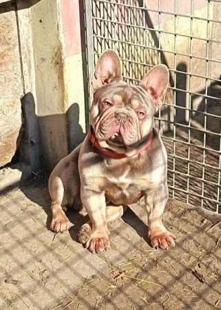 Francia bulldog