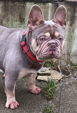 Francia bulldog