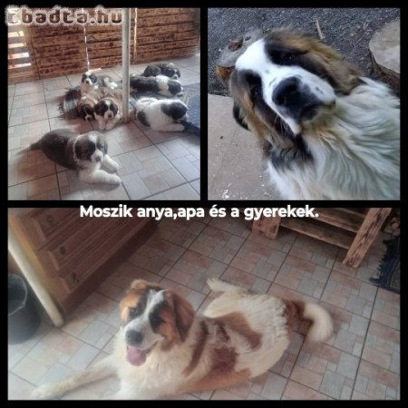 Moszkvai őr kisfiúk!!!