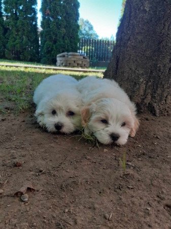 Bichon Havanese