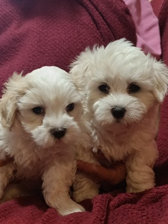 Bichon Havanese