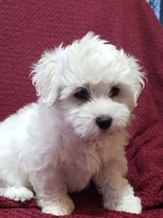 Bichon Havanese