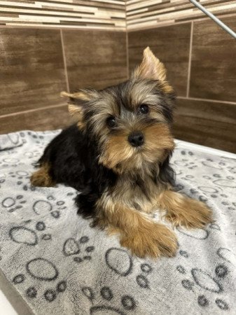 Yorkshire terrier