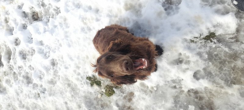 Angol cocker spániel