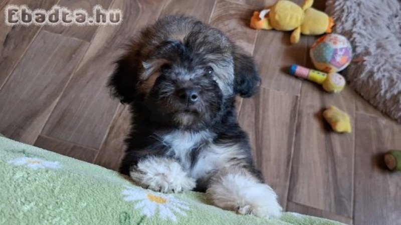 Bichon havanese kisfiú költözne