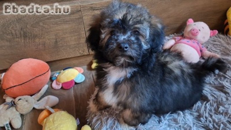 Bichon havanese kisfiú költözne