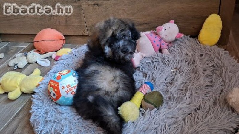 Bichon havanese kisfiú költözne