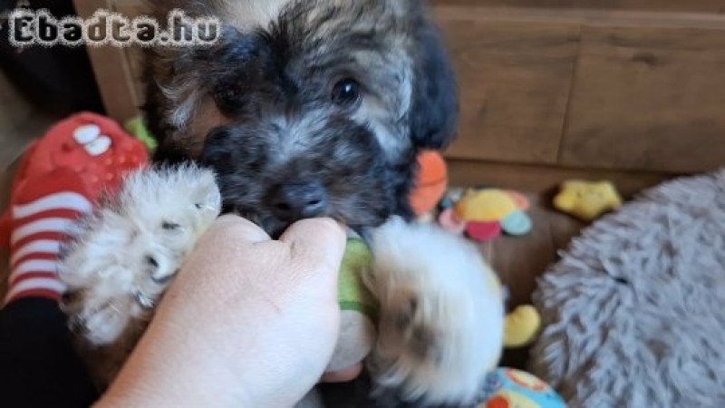 Bichon havanese kisfiú költözne