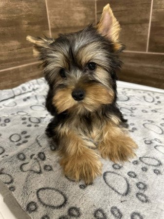 Yorkshire terrier