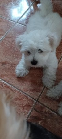 Bichon havanese