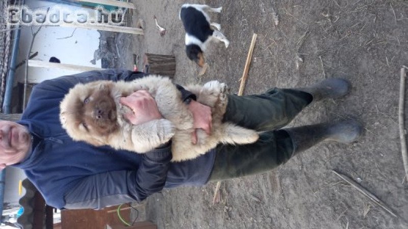 Kaukázusi kiskutyák gazdit keresnek